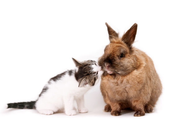 coadiutori gatto e coniglio